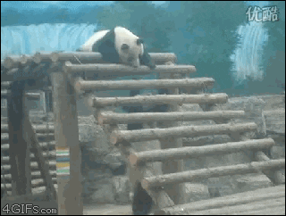 panda GIF