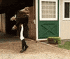 Horses Seo GIF by Kiwosan