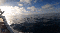 500-Dolphin 'Superpod' Sighted Leaping Through English Channel