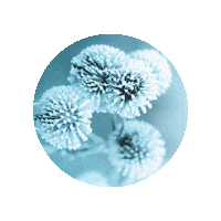 Ginseng Sticker by Polaar Giphy