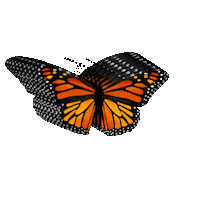 Monarch Butterfly Sticker