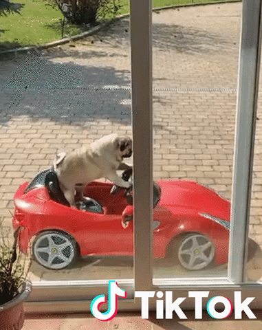 Chien Driving GIF by TikTok France