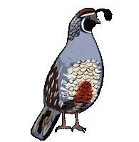 Birdtalk Sticker by girlinwhiteglasses