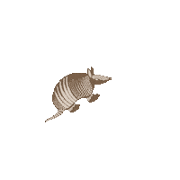 Armadillo Sticker by Kyte BABY