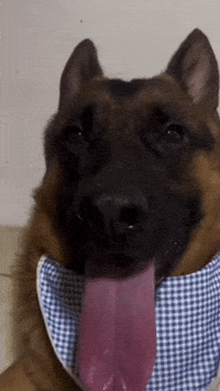 Panting Dog GIF by Respective