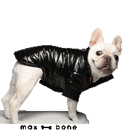 max-bone dog fashion bulldog frenchie Sticker