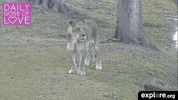 big cats love GIF by explore.org