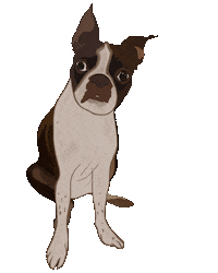 Confused Boston Terrier Sticker by btwsam