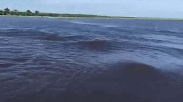GIF by Giffffr