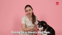 Going To A Luxury Dog Spa