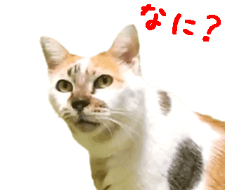 Confused Cats Sticker