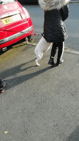 Cybeeonline giphyupload dance dancing GIF