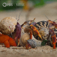 Line Up Beach GIF by Nature on PBS