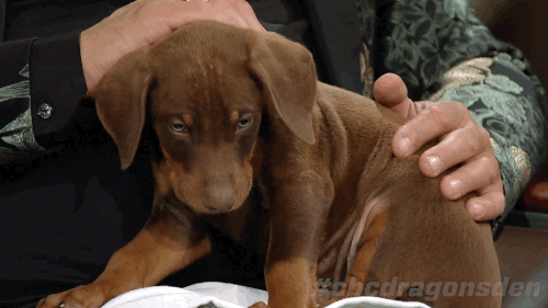 dragons den puppy GIF by CBC
