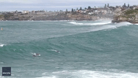 Sydney Surfers Brave Monster Waves as Huge Swell Batters Coastline