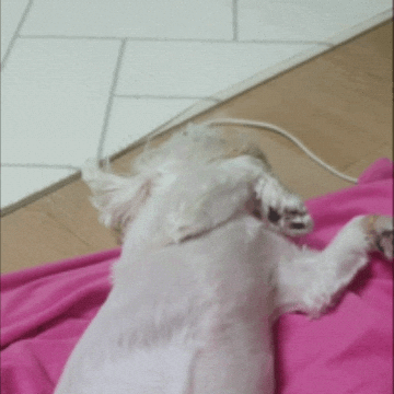 Puppy GIF