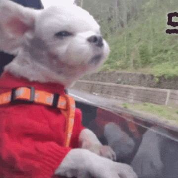 Puppy GIF