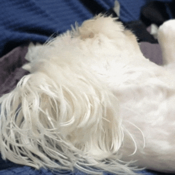 Puppy GIF
