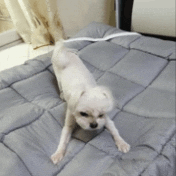 Puppy GIF