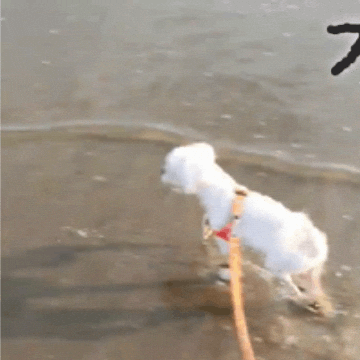 Puppy GIF