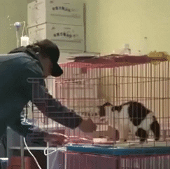 cuteanimalland giphyupload GIF