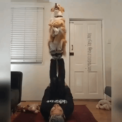 Daring Dogs Show Off Their Acrobatic Skills