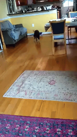 giphygifmaker happy dog running want GIF