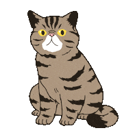 alohapersians cat fun cats chill Sticker