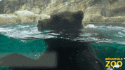 Brown Bear Snack GIF by Brookfield Zoo