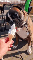 Boxer Pup Enjoys Ice Cream Cone