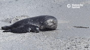 montereybayaquarium cute ocean monterey bay aquarium floof GIF