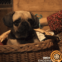 Dog Puppy GIF by SWR Kindernetz