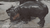 Pygmy Hippo Thailand GIF by PBS News