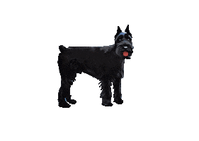 Puppy Love Schnauzer Sticker