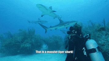 A Massive Tiger Shark