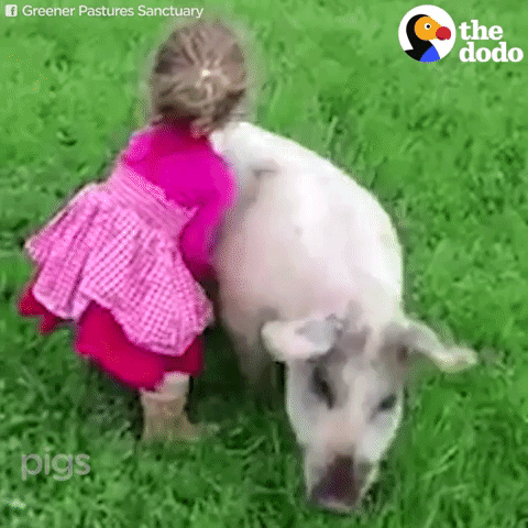 GIF by The Dodo