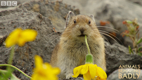 flower eating GIF by BBC