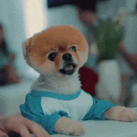 dog aww GIF by AwesomenessTV