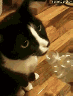 water bottle drinking GIF by Cheezburger