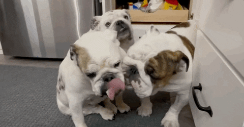 Drake Mascot GIF by DrakeUGriff