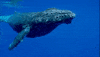 Water Ocean GIF by PBS