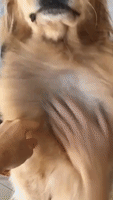 Louie The Golden Retriever Gets Some Much-Needed Pampering