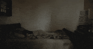 mergerecords cat modelo bob dylan titus GIF
