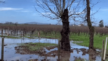 Flooded Vineyard and Golf Club Seen in Northern California Town as Storms Continue