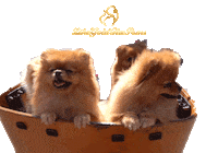 Pomeranian Sticker by Likegoldfirepoms