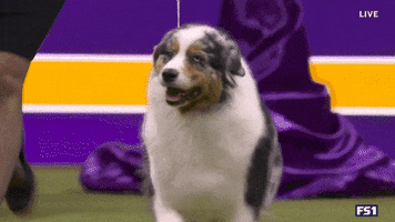 Dogs GIF by Westminster Kennel Club