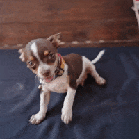 guidetobetterliving dog puppy doggo chihuahua GIF