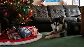 Malamute Can't Wait to Open His Christmas Gifts