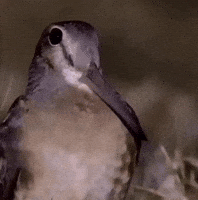 Confused Bird GIF