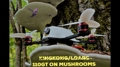 drones mushrooms GIF